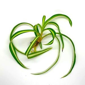 Rare - Curly Spider Plant Baby